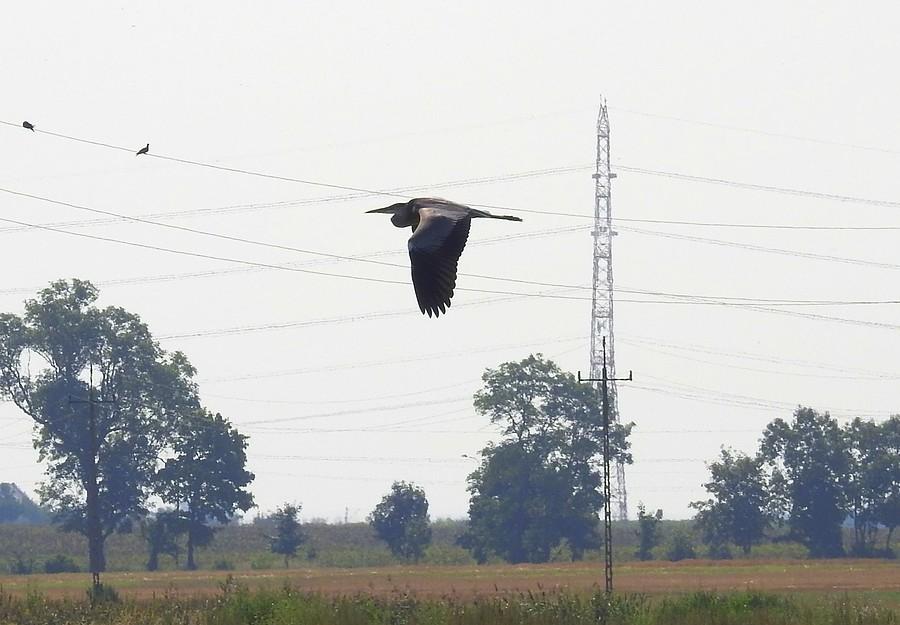 Czapla elektryczna