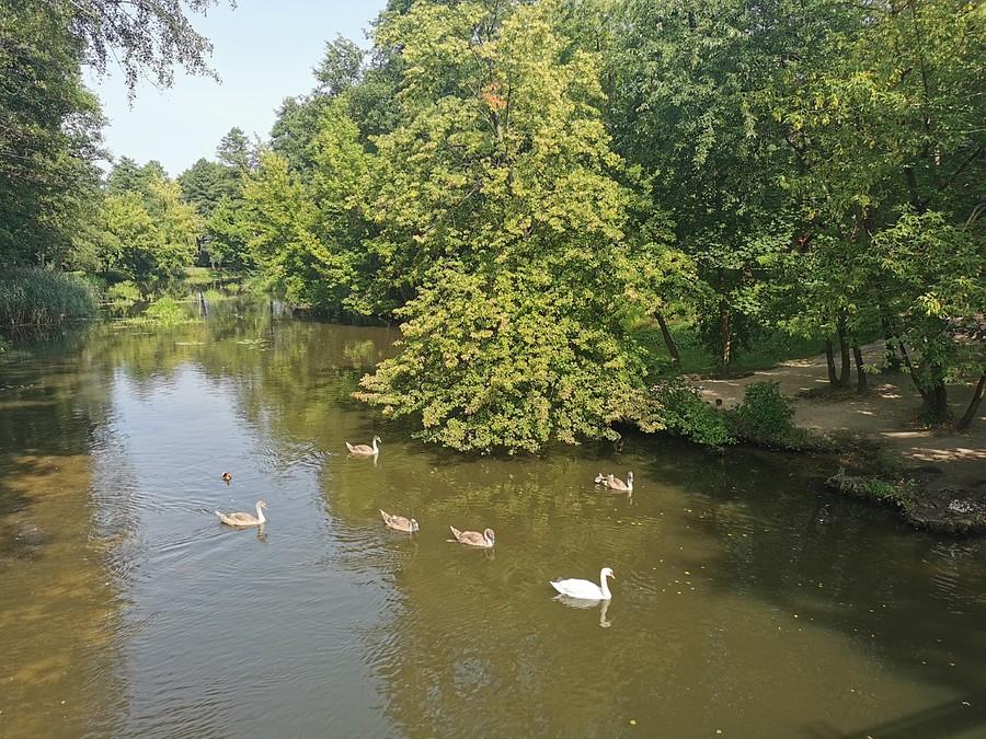 Brzydkie kaczątka i piękne łabędzie