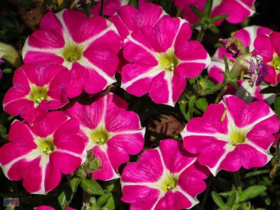 Petunia czasami jest mylona z surfinią