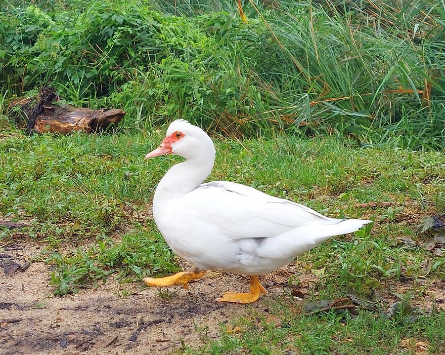 Drepcząca kaczka domowa na dziko
