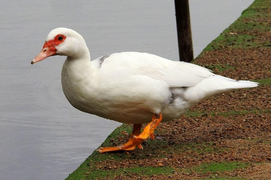 Kaczka zbiera się do zeskoku