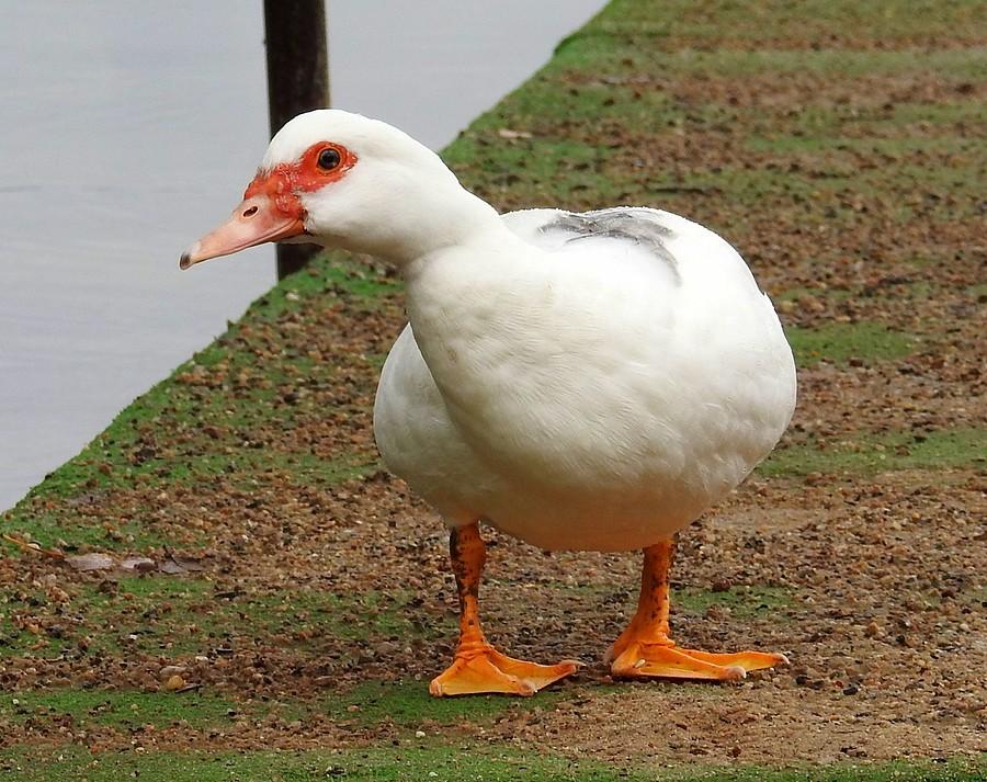 Wyginam śmiało ciało