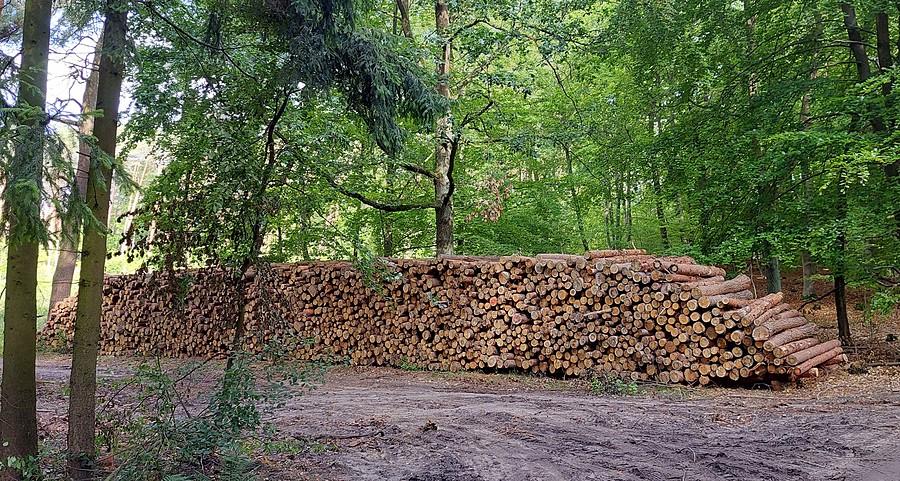 Aktywna ochrona lasu przed drzewami