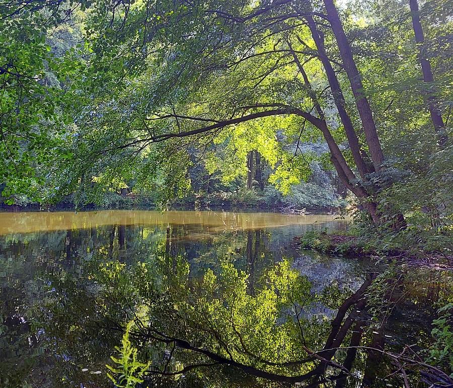 Harmonia idealna, Dębina, Poznań