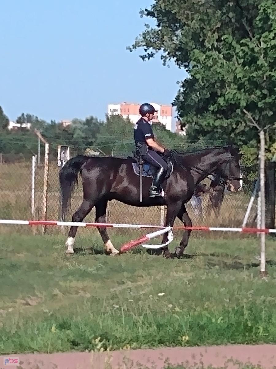 Policja konna