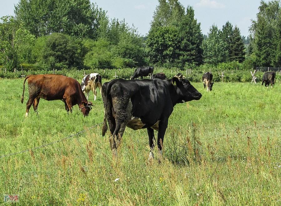 Niewielkie stado krów na łące pod Czarnym Lasem
