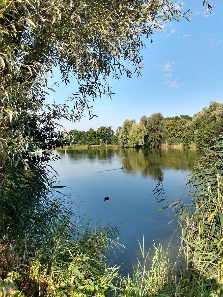 Staw w Zielonkach