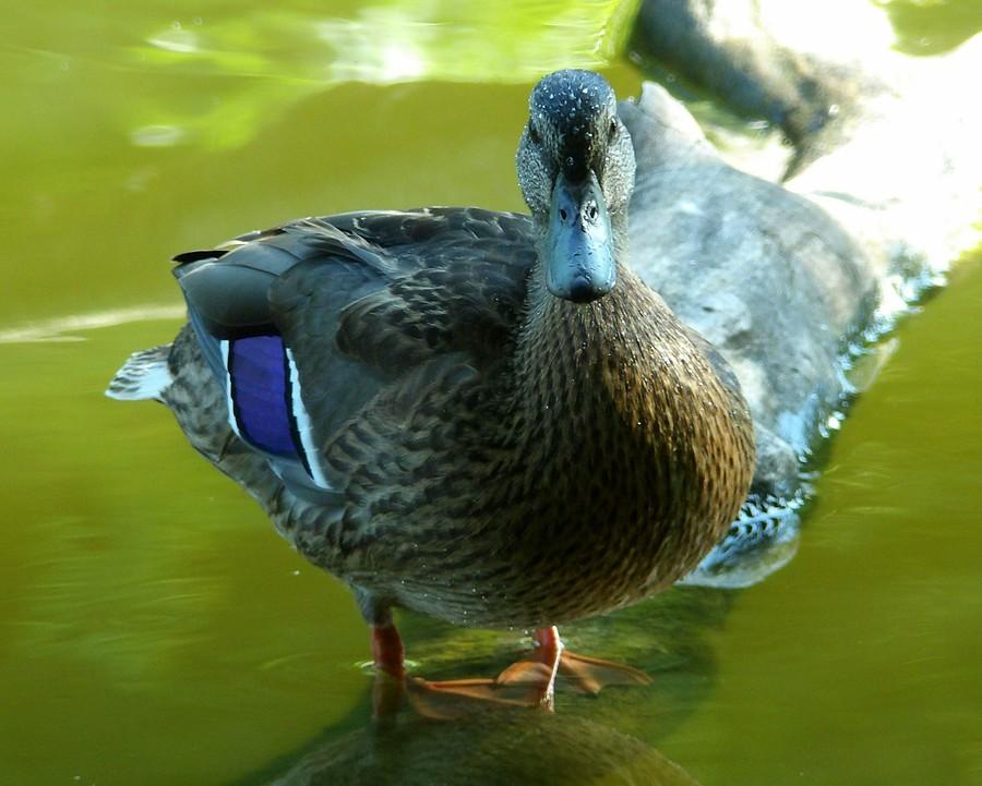 Czujna krzyżówka