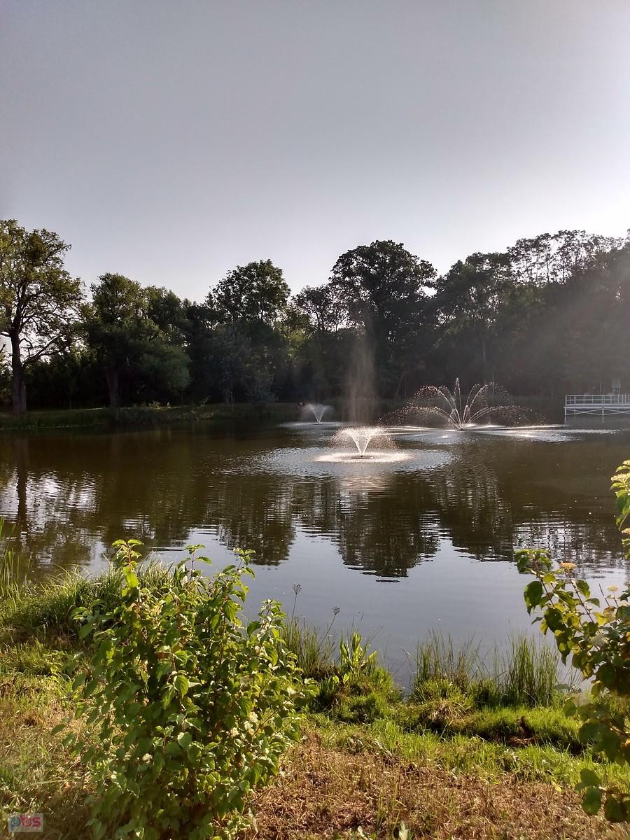 Staw w Ołtarzewie