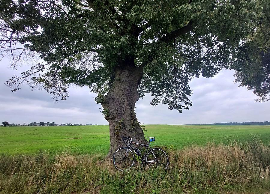 Pod drzewem w Lisówkach
