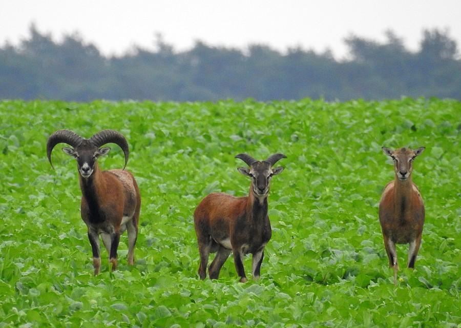 Pan muflon, młodziak i łania