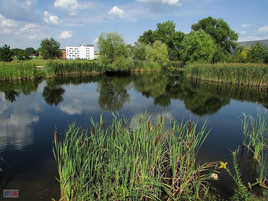 Oczko wodne przy Poleczki Business Park