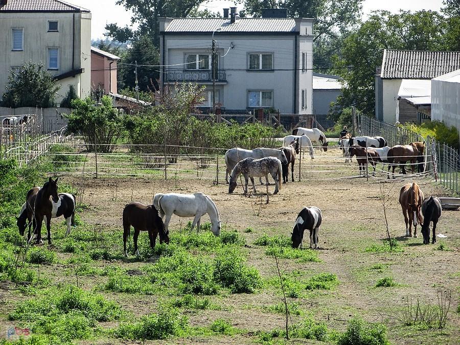 Koniki z Klubu Jeździeckiego Akademia Kucania w Dawidach