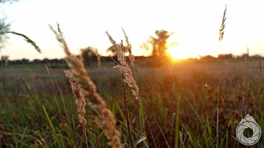 czuć już końcówkę sierpnia na łąkach