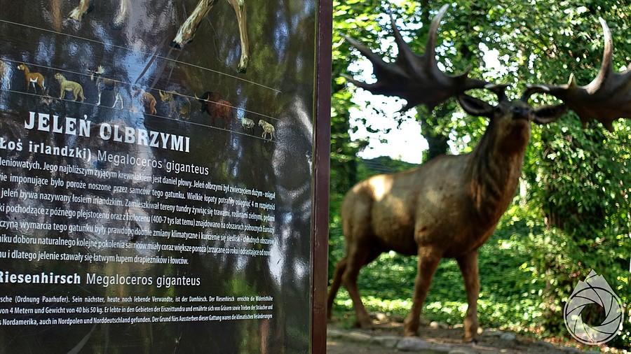 wielki jeleń czai się na turystów
