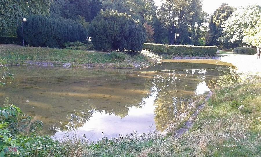 Oczko wodne w Parku Kazimierzowskim