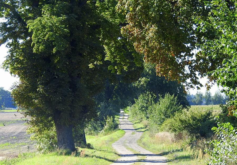 Klimatyczna gruntowa droga z Dachowej do Szczodrzykowa