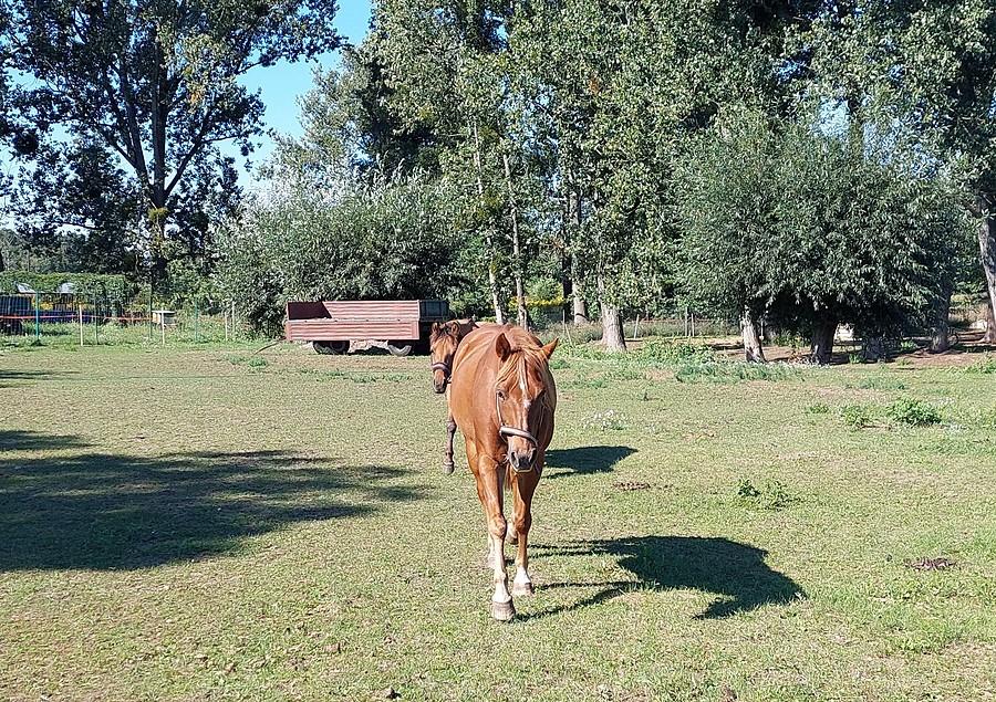 Koniki do mnie idą
