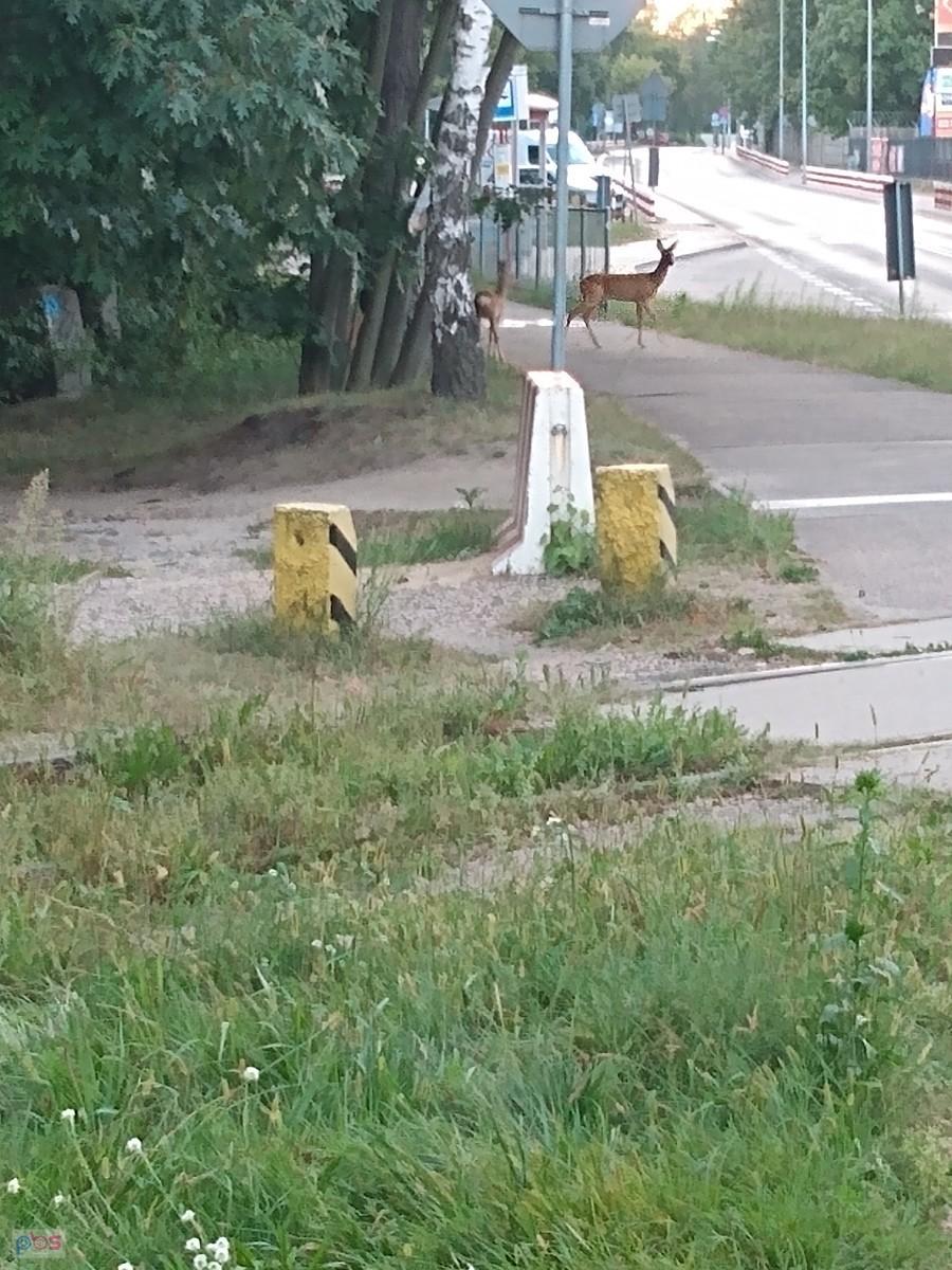 Sarenki wyszły na spacer