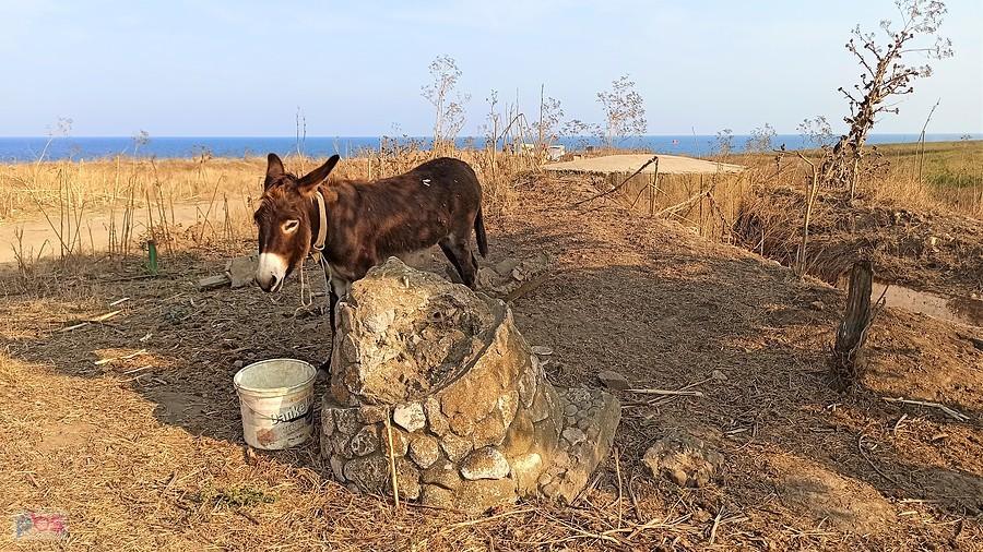 Osiołek na drodze pomiędzy Eforie Sud a Tuzłą w Rumunii