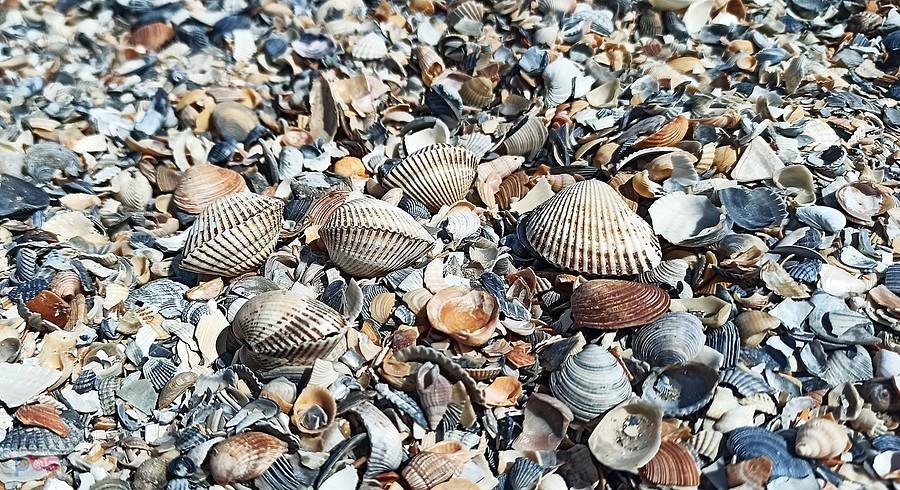 Muszelkowa plaża w Mamai