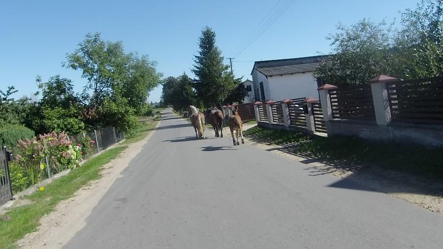 Wyścig z koniami...