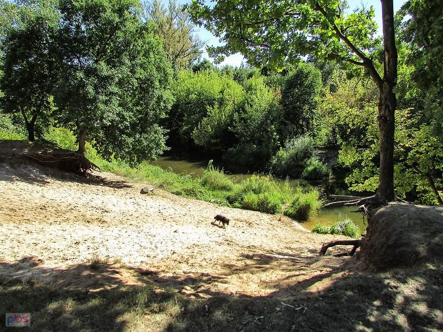Wilk przemknął przez pustą plażę nad Świdrem