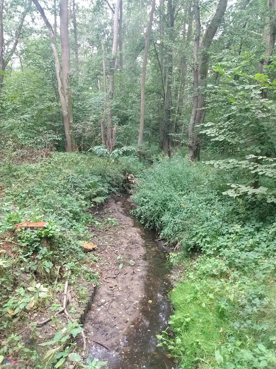 Prawie wyschnięty strumyk