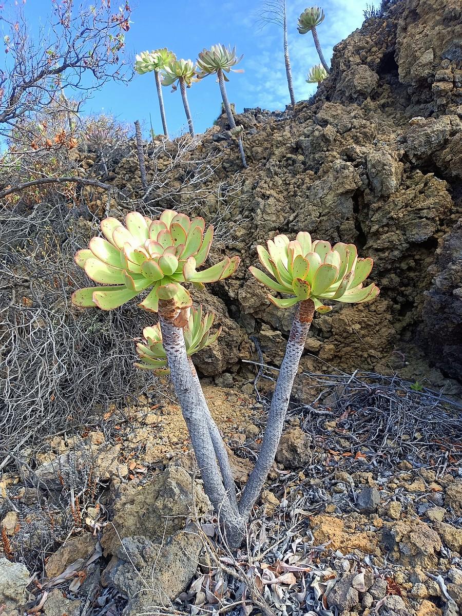 Dalsza nietypowa flora.