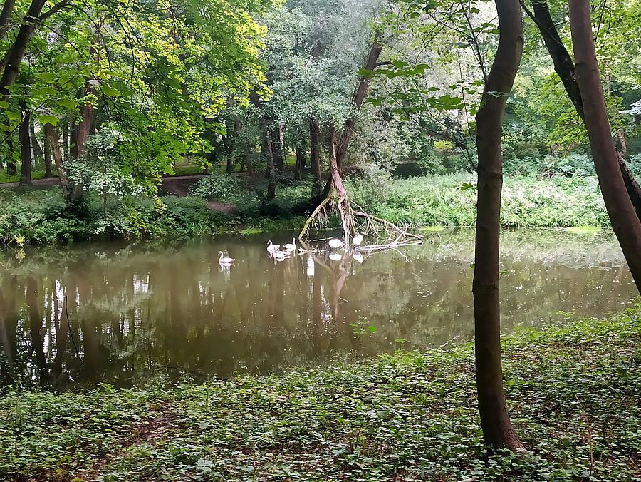 Już podrośnięte łabędzie z Syrenich Stawów.