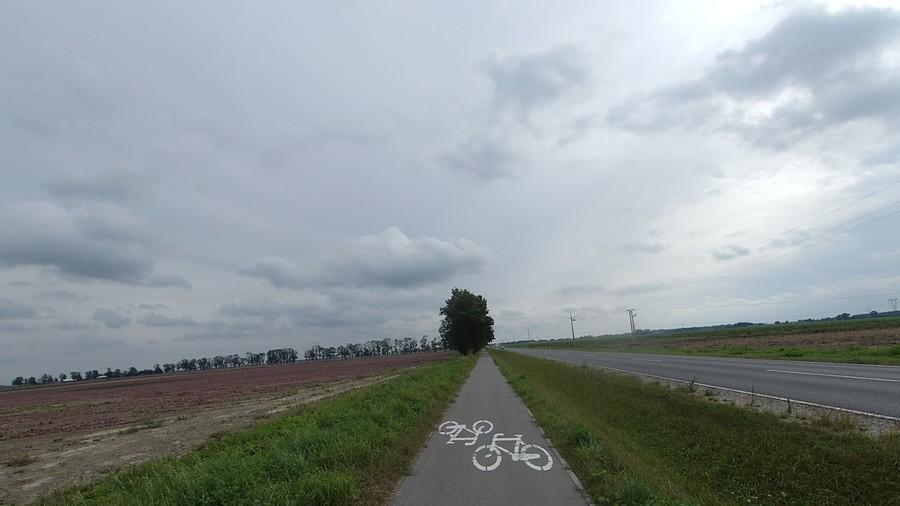 Wykopki czerwonej cebuli