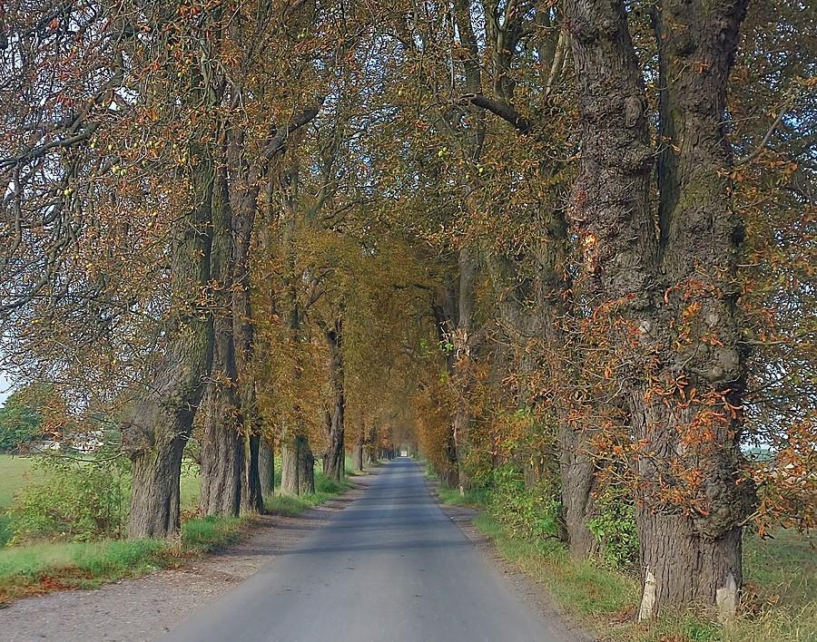 Jesienna aleja na poznańskim Sypniewie