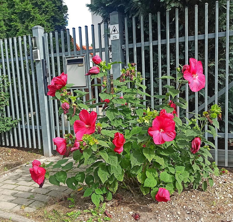 Kwitnąca roślina w miejscowości Dobra.