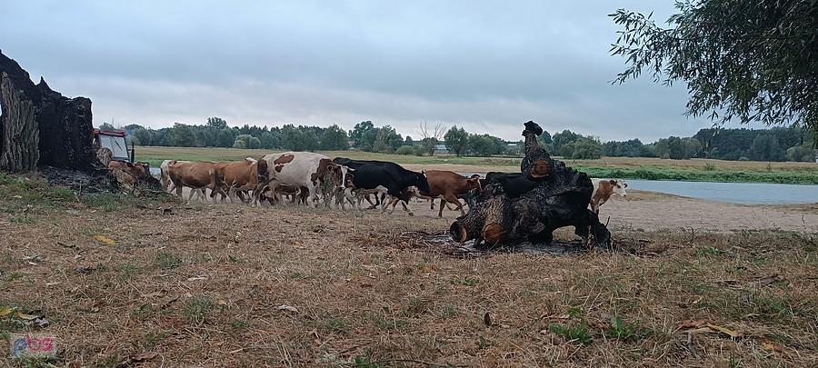 Koni mi sie nie udało złapać bo mnie zaskoczyły, ale mućki i owszem