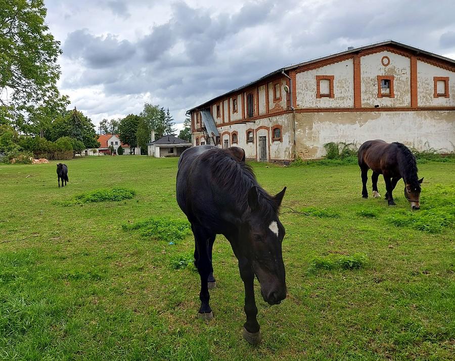 Koniki do mnie lecą :)