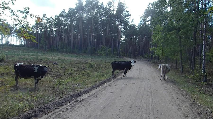 Towarzystwo na drodze