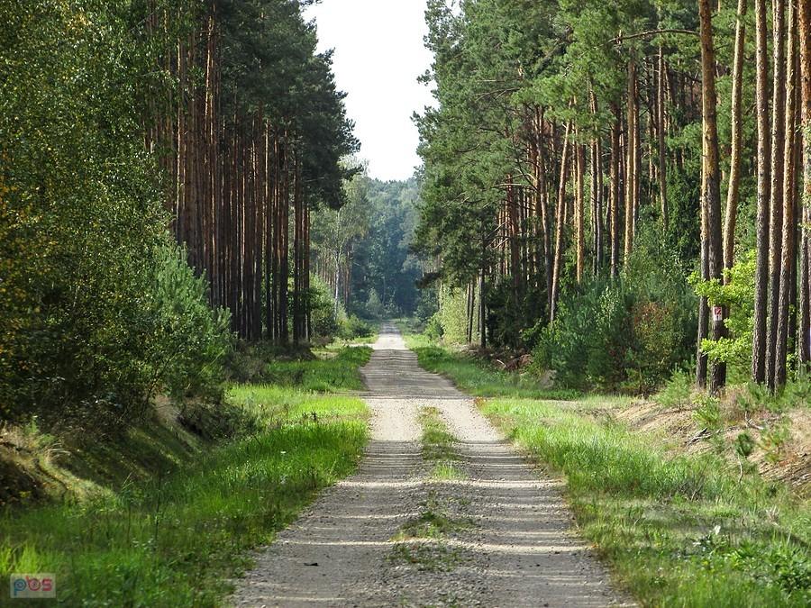 Leśny dukt w kierunku Studzianek Pancernych