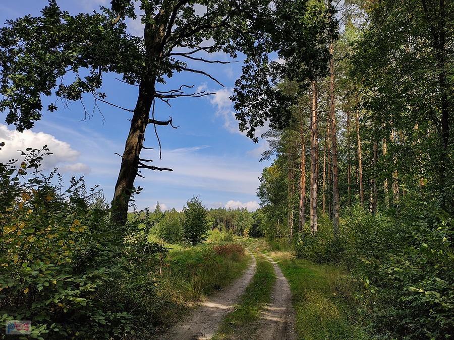 Leśna droga pod Chodkowem