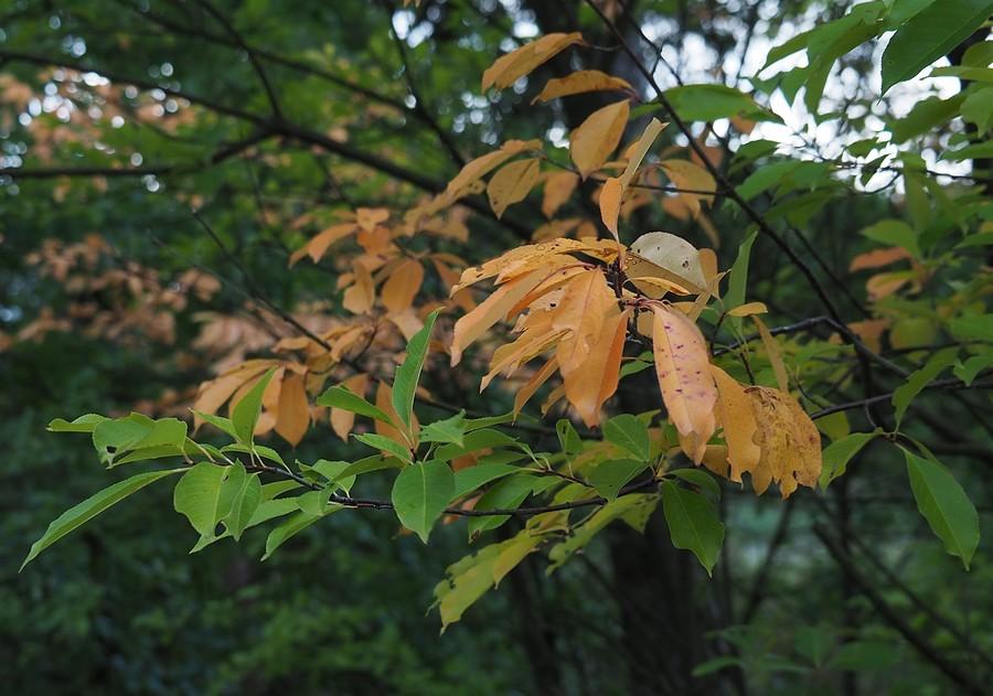 Jesienne przebarwienia