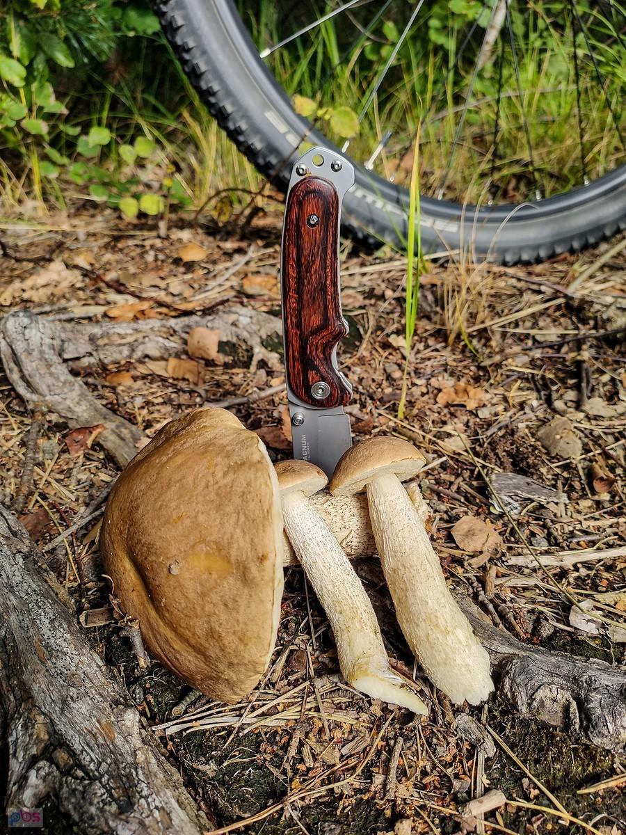 Grzybki rowerowe