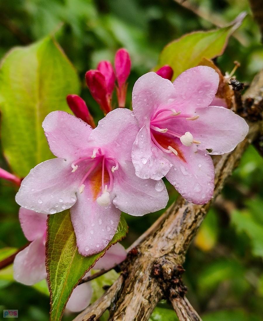 Weigela florida przypomina, że jeszcze mamy lato