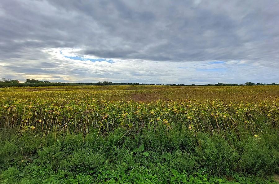 Pochmurność nad starymi słonecznikami