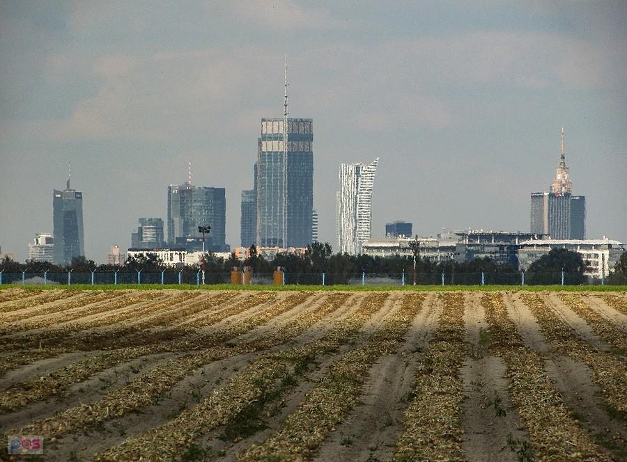Cebulowe pole i wieżowce