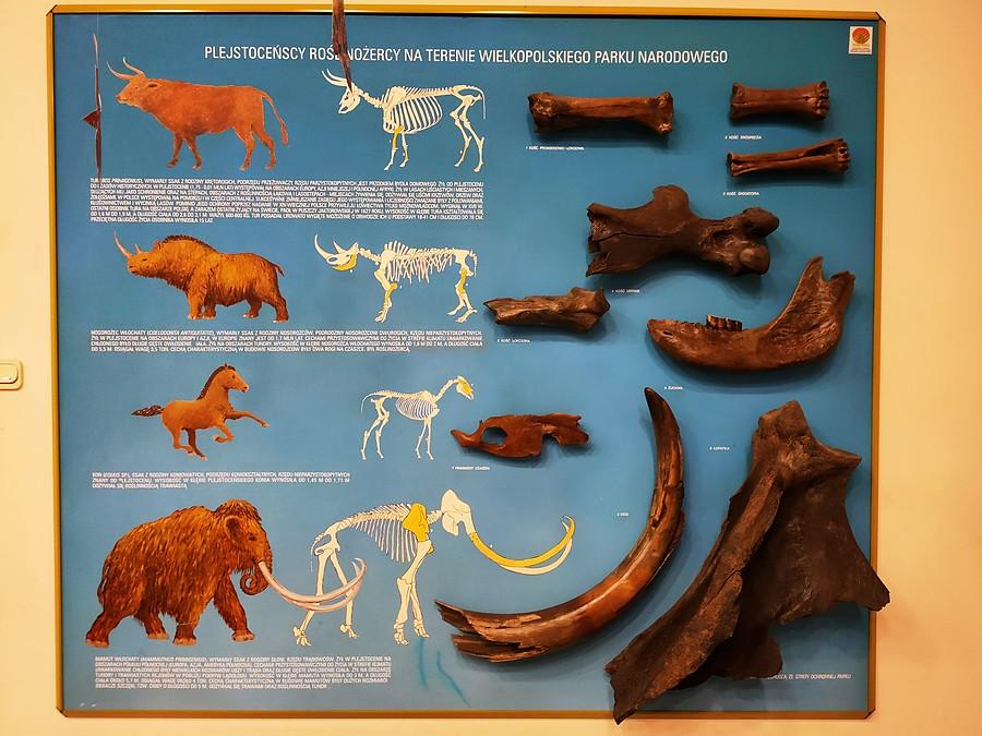 Muzeum Przyrodnicze WPN