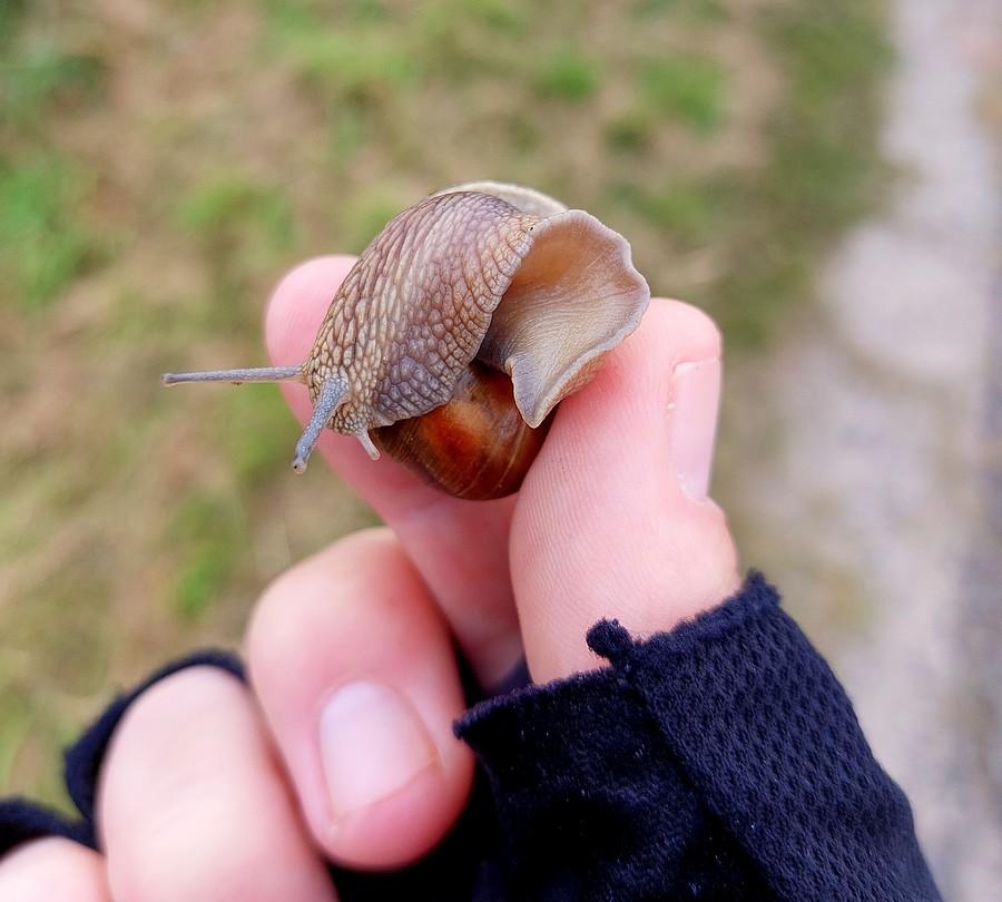 Temu kurdulpowi trzeba było pomóc przejść na drugą stronę drogi. Bez tego słabo widziałem jego szanse :)