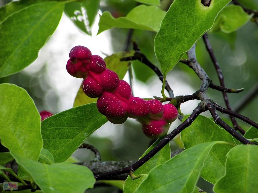 Owoc magnolii drzewiastej