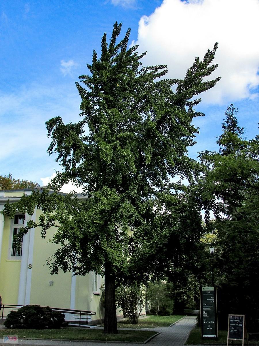 Miłorząb dwuklapowy - długowieczne drzewo