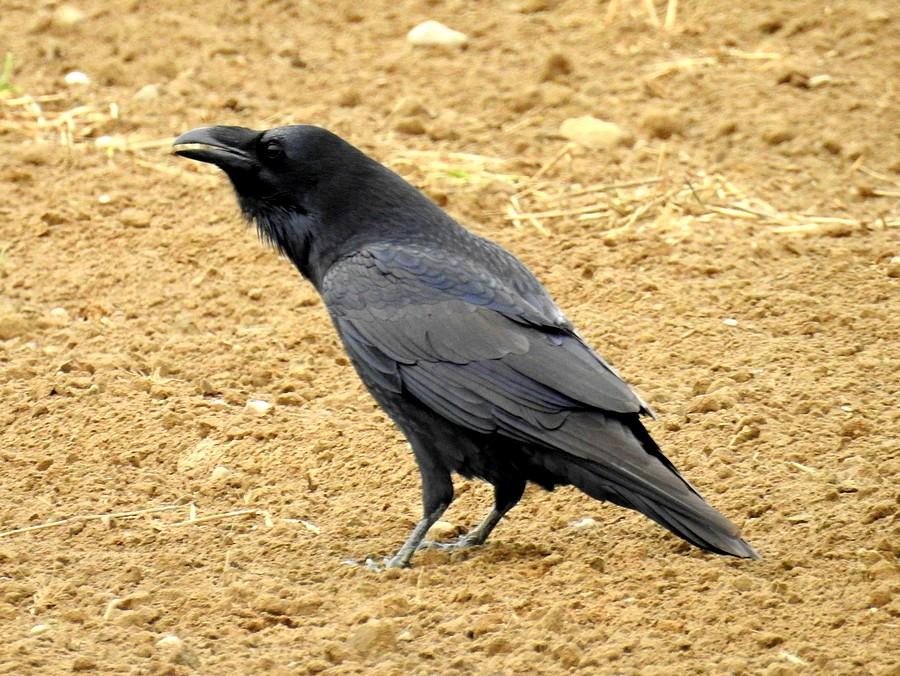 Gadatliwy kruk