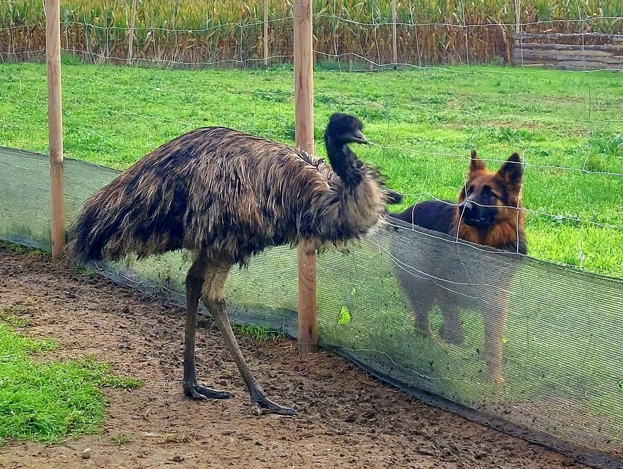 Emu i piesek :)