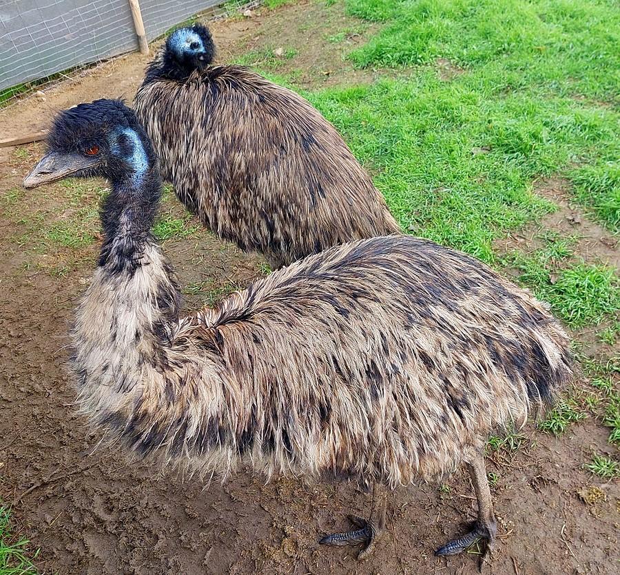 Emu w pełnej okazałości